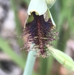 Calochilus therophilus (Late Beard Orchid) at Acton, ACT - 29 Dec 2022 by Tapirlord