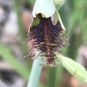 Calochilus therophilus at Acton, ACT - suppressed