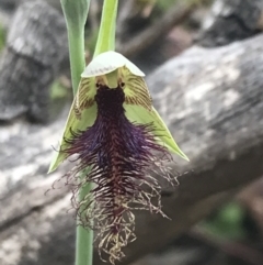 Calochilus therophilus at Acton, ACT - suppressed