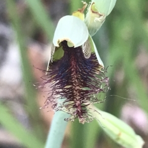 Calochilus therophilus at Acton, ACT - suppressed