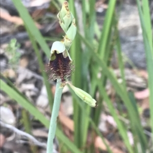 Calochilus therophilus at Acton, ACT - suppressed