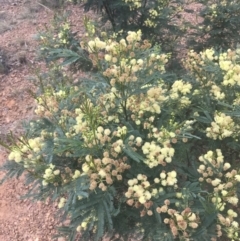 Acacia parramattensis (Parramatta Green Wattle) at Acton, ACT - 29 Dec 2022 by Tapirlord