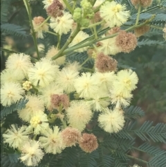 Acacia parramattensis at Acton, ACT - 29 Dec 2022