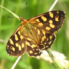 Oreixenica kershawi (Striped Xenica) at Cotter River, ACT - 21 Jan 2023 by JohnBundock