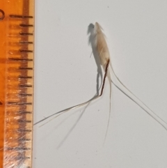 Rytidosperma pilosum at Wanniassa, ACT - 26 Jan 2023