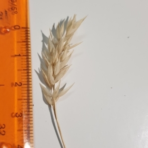 Rytidosperma carphoides at Wanniassa, ACT - 26 Jan 2023