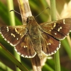 Pasma tasmanica (Two-spotted Grass-skipper) at Namadgi National Park - 21 Jan 2023 by JohnBundock