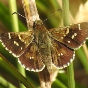 Pasma tasmanica at Cotter River, ACT - 21 Jan 2023