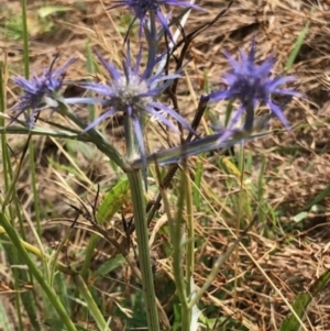 Eryngium ovinum at Lyons, ACT - 26 Jan 2023 10:01 PM