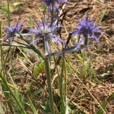 Eryngium ovinum (Blue Devil) at Oakey Hill - 26 Jan 2023 by GregC