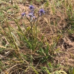 Eryngium ovinum at Lyons, ACT - 26 Jan 2023 10:01 PM