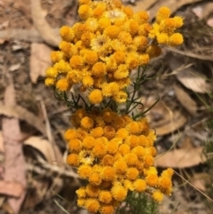 Chrysocephalum semipapposum (Clustered Everlasting) at Oakey Hill - 26 Jan 2023 by GregC