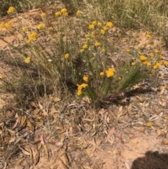 Chrysocephalum semipapposum at Lyons, ACT - 26 Jan 2023