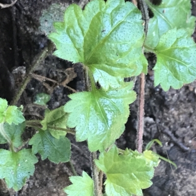 Veronica calycina (Hairy Speedwell) at Tidbinbilla Nature Reserve - 1 Jan 2023 by Tapirlord