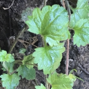 Veronica calycina at Paddys River, ACT - 2 Jan 2023