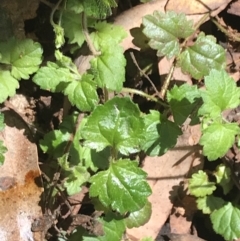 Veronica calycina at Paddys River, ACT - 2 Jan 2023