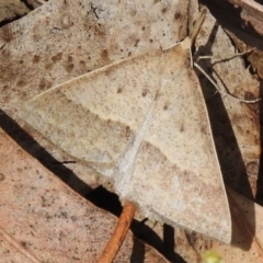 Epidesmia hypenaria (Long-nosed Epidesmia) at Cotter River, ACT - 21 Jan 2023 by JohnBundock