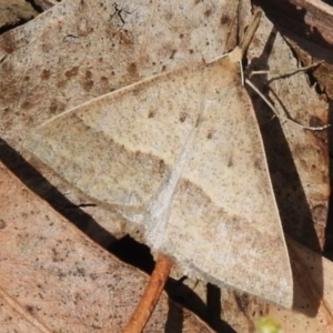 Epidesmia hypenaria at Cotter River, ACT - 21 Jan 2023