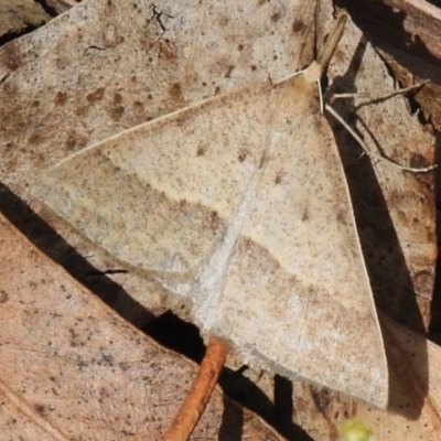 Epidesmia hypenaria (Long-nosed Epidesmia) at Cotter River, ACT - 21 Jan 2023 by JohnBundock