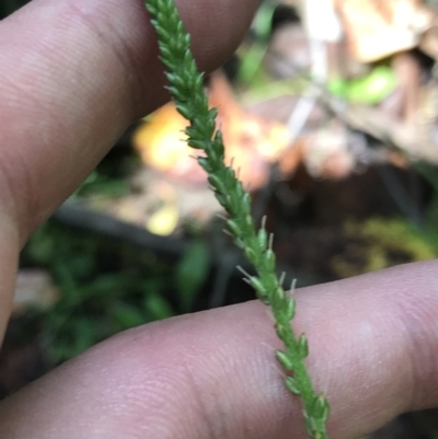 Plantago debilis (Shade Plantain) at Tidbinbilla Nature Reserve - 1 Jan 2023 by Tapirlord