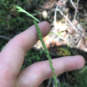 Plantago debilis at Paddys River, ACT - 2 Jan 2023 10:58 AM