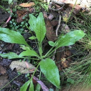 Plantago debilis at Paddys River, ACT - 2 Jan 2023 10:58 AM