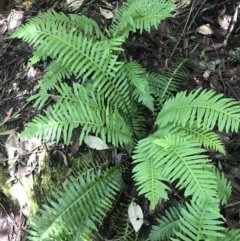 Blechnum nudum (Fishbone Water Fern) at Tidbinbilla Nature Reserve - 2 Jan 2023 by Tapirlord