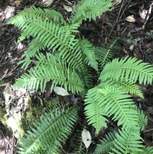 Blechnum nudum at Paddys River, ACT - 2 Jan 2023