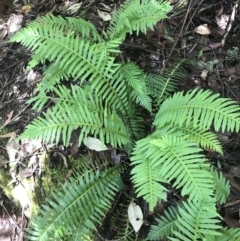 Blechnum nudum at Paddys River, ACT - 2 Jan 2023