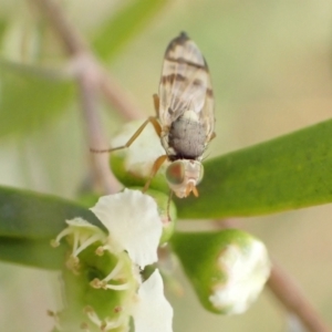 Euribia solstitialis at Murrumbateman, NSW - 26 Jan 2023