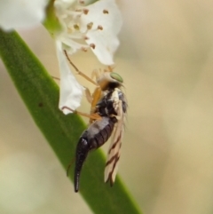 Euribia solstitialis at Murrumbateman, NSW - 26 Jan 2023