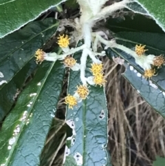 Bedfordia arborescens (Blanket Bush) at Paddys River, ACT - 2 Jan 2023 by Tapirlord