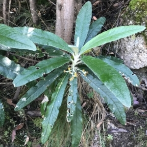 Bedfordia arborescens at Paddys River, ACT - 2 Jan 2023 11:12 AM