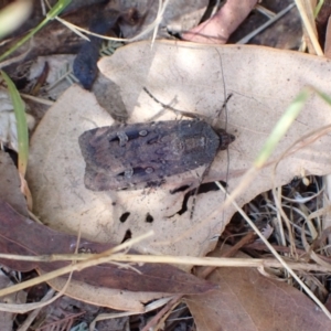 Agrotis infusa at Murrumbateman, NSW - 25 Jan 2023