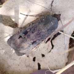 Agrotis infusa at Murrumbateman, NSW - 25 Jan 2023