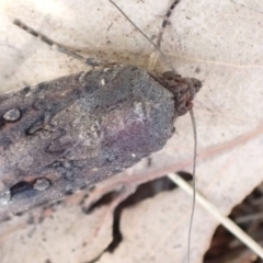 Agrotis infusa at Murrumbateman, NSW - 25 Jan 2023