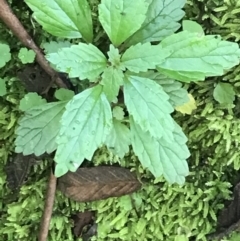 Australina pusilla subsp. muelleri (Small Shade Nettle) at Tidbinbilla Nature Reserve - 2 Jan 2023 by Tapirlord