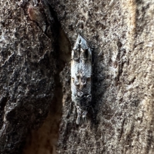 Leptozestis sp nr harmosta at Ainslie, ACT - 26 Jan 2023