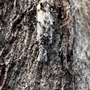 Leptozestis sp nr harmosta at Ainslie, ACT - 26 Jan 2023