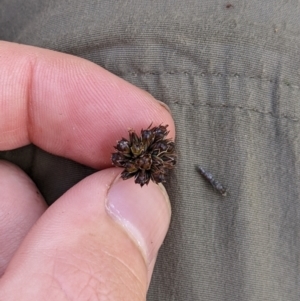 Juncus falcatus at Cotter River, ACT - 25 Jan 2023 02:12 PM