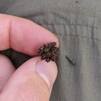 Juncus falcatus (Sickle-leaf Rush) at Namadgi National Park - 25 Jan 2023 by MattM