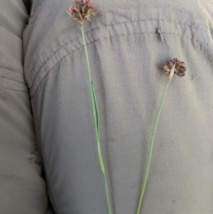 Juncus falcatus at Cotter River, ACT - 25 Jan 2023 02:12 PM