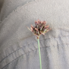 Juncus falcatus at Cotter River, ACT - 25 Jan 2023