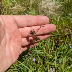 Juncus falcatus at Cotter River, ACT - 25 Jan 2023