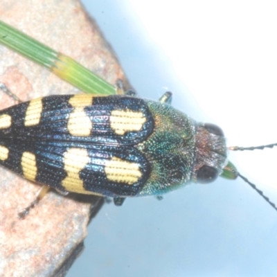 Astraeus (Astraeus) samouelli (A Jewel Beetle) at Lower Cotter Catchment - 26 Jan 2023 by Harrisi
