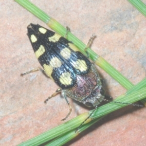 Astraeus (Astraeus) samouelli at Cotter River, ACT - 26 Jan 2023 09:08 PM