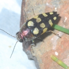 Astraeus (Astraeus) samouelli at Cotter River, ACT - 26 Jan 2023 09:08 PM