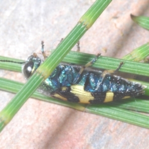 Astraeus (Astraeus) samouelli at Cotter River, ACT - 26 Jan 2023