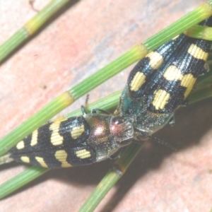 Astraeus (Astraeus) samouelli at Cotter River, ACT - 26 Jan 2023 09:08 PM