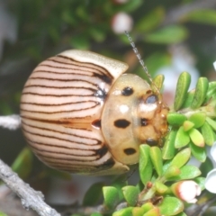 Paropsisterna intacta (Eucalyptus Leaf Beetle) at Paddys River, ACT - 25 Jan 2023 by Harrisi